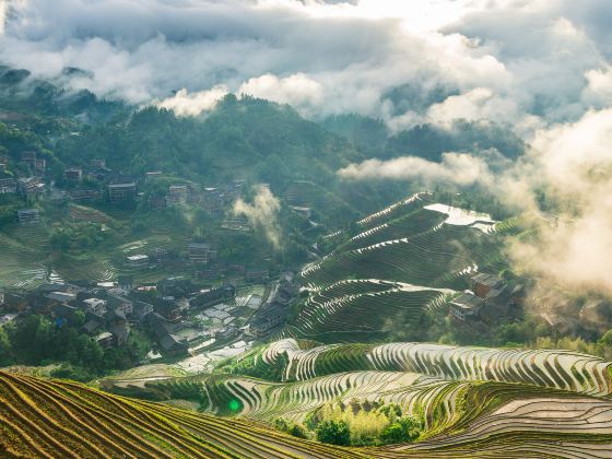 Jinkeng Rice Terraces