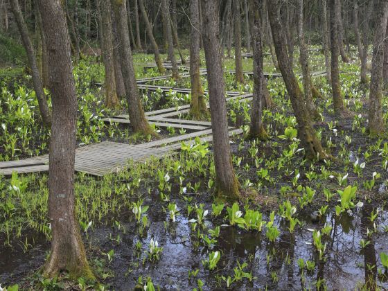 池杉湖國家濕地公園