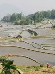 Honghe Hani Rice Terraces