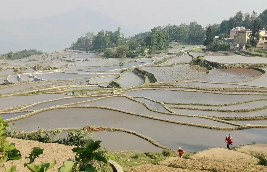 Honghe Hani Rice Terraces