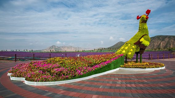 Fengyuan Flower Sea, Daping