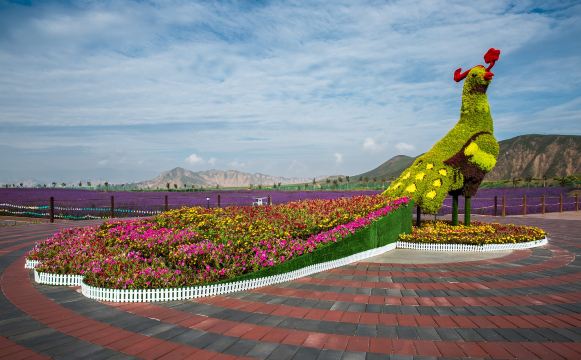 Fengyuan Flower Sea, Daping