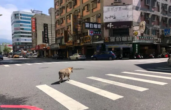 羅伯咖啡