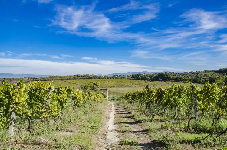 Frascati