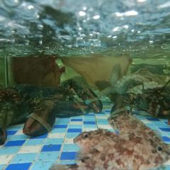 岚道第一湾海鲜楼·岚岛菜(平潭店) User Photo