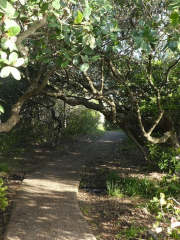 Cliff Path - Milkwood Forest