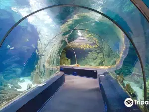 Sochi Discovery World Aquarium