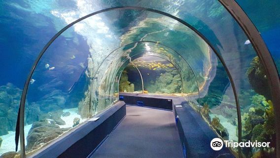 Sochi Discovery World Aquarium