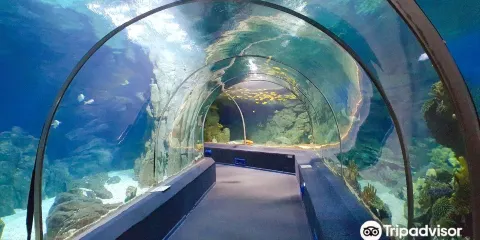 索契海洋探索世界水族館