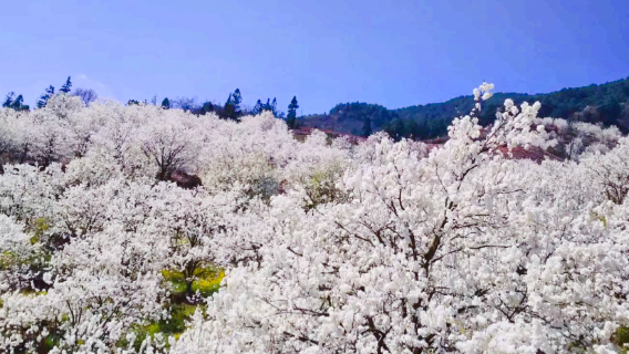 Jiaji Village Pear Valley