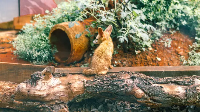 2_昆明動物園