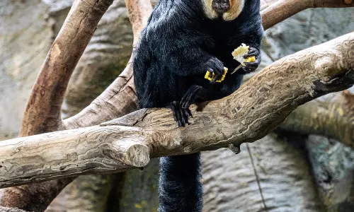 紅山森林動物園