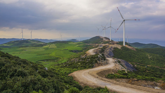 Baicao Fields