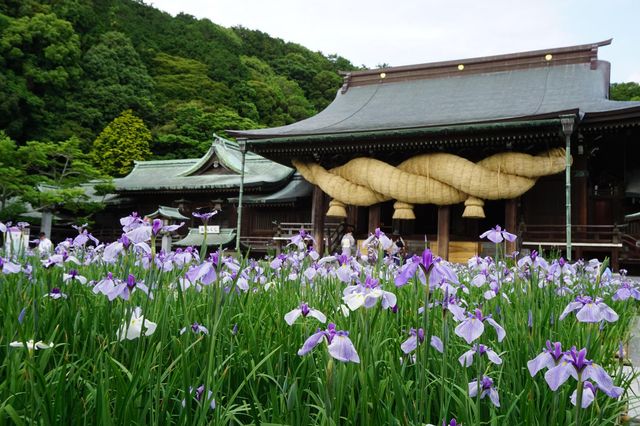Miyajidake Shrine Iris Festival | Fukutsu