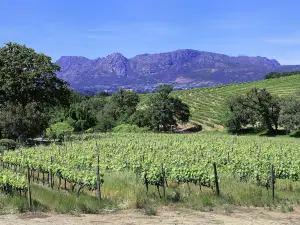 Popular Spring Outings in Constantia