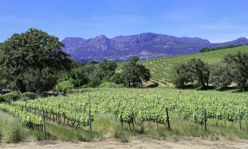 Groot Constantia-Trust