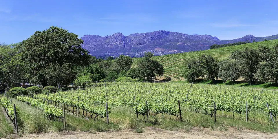 2_Groot Constantia