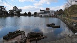 猿泽池是兴福寺内的一座放生池，在它四周修建有柳荫覆盖的约36