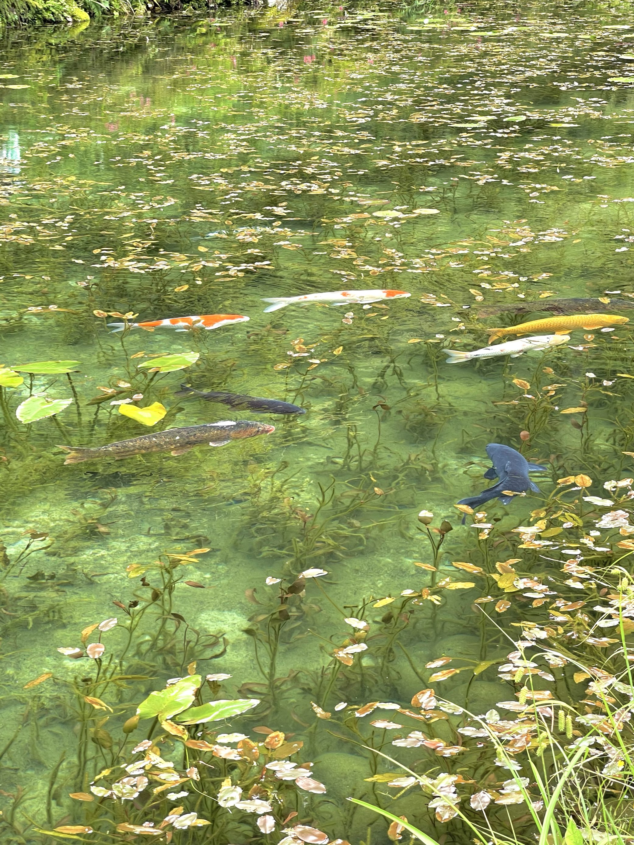 モネの池 | Trip.com 岐阜県