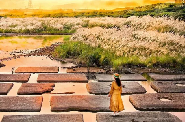 新竹豆腐岩 芒草