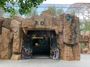 Madagascar Jungle