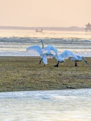 หาดทรายในเมืองจินชาน