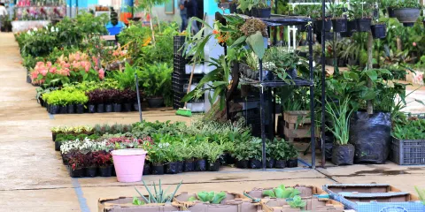 下賀茂熱帯植物園