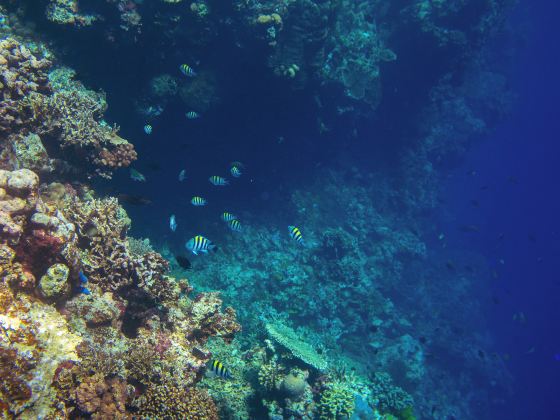 Moalboal Sardines Storm