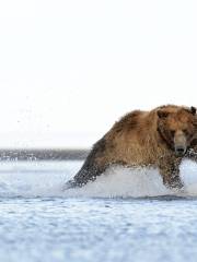 Parque nacional y reserva Katmai