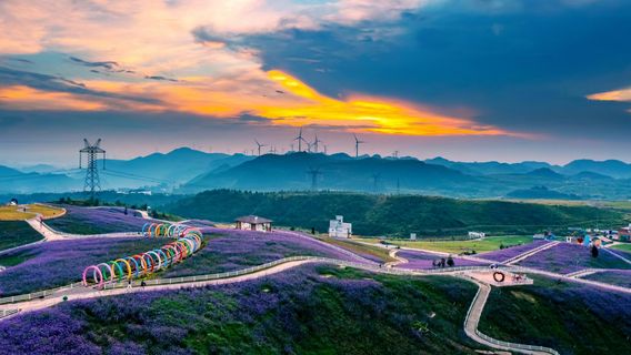 ทะเลดอกไม้บนเนินเขาสูง