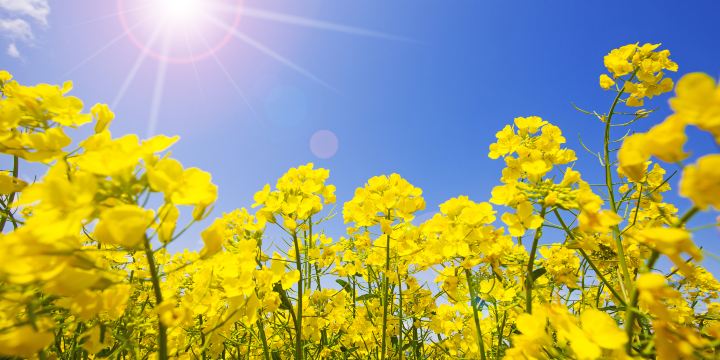 安平萬畝油菜花