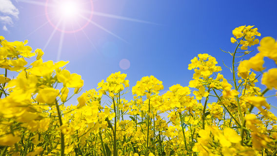 an ping yang tun wan mu you cai hua