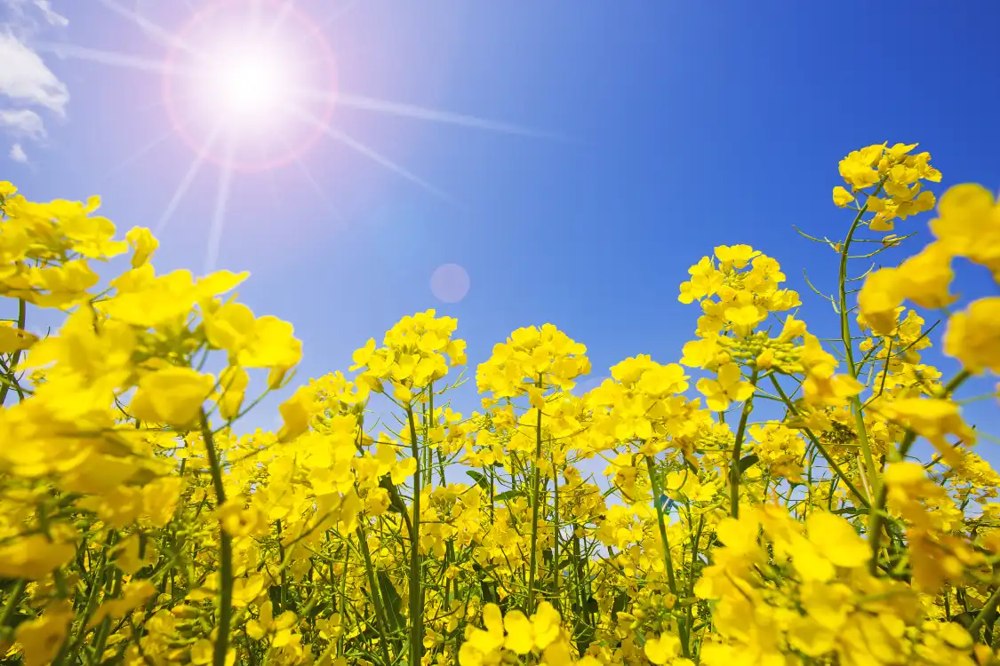 安平楊屯萬畝油菜花附近的飯店