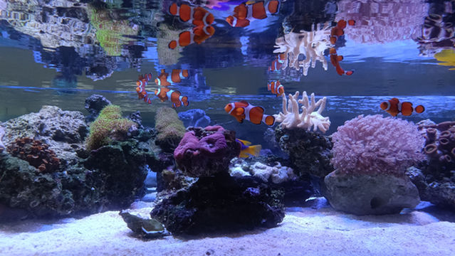 zi bo si wei lan zhou ke pu jiao yu ji di