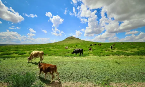 Ulanqab Grassland