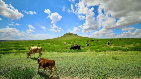 Ulanqab Grassland