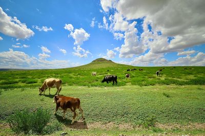 Ulanqab Grassland