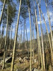 Bamboo Trail