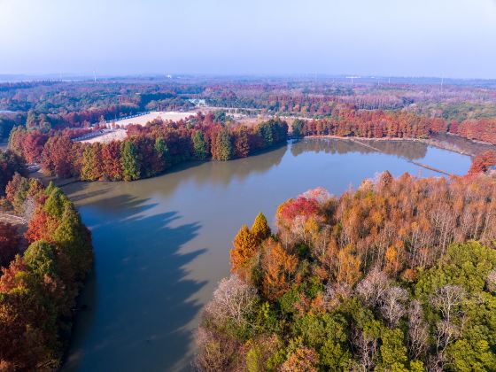 Shanghai Haiwan National Forest Park