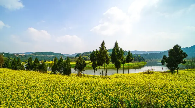 Rapeseed Flowers Viewing in Deyang