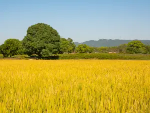 良渚古城遺址公園