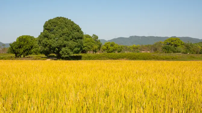5_良渚古城遺址公園