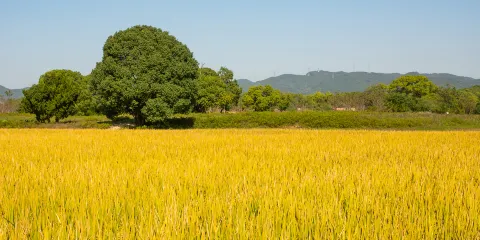 良渚古城遺址公園
