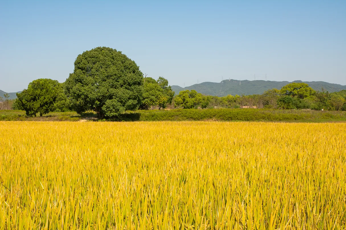5_良渚古城遺址公園