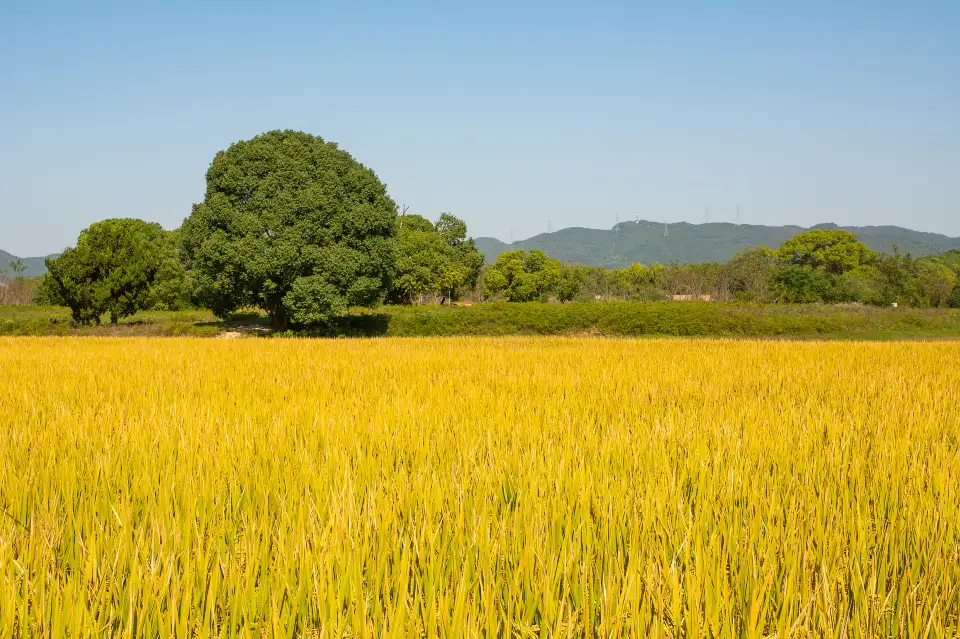 5_良渚古城遺址公園
