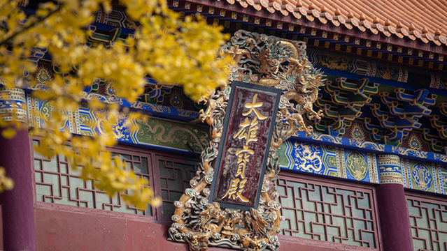 Ginkgo Viewing in Guiyang