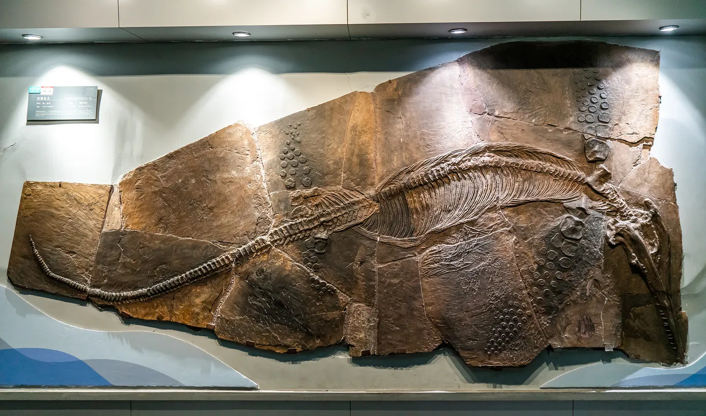 4_The Geological Museum of China