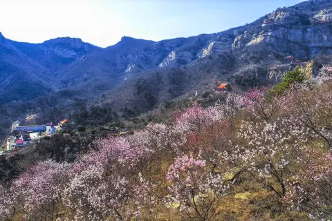 Qing Yan Si
