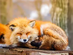 자오 여우 마을