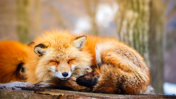 Làng cáo Zao Fox Village